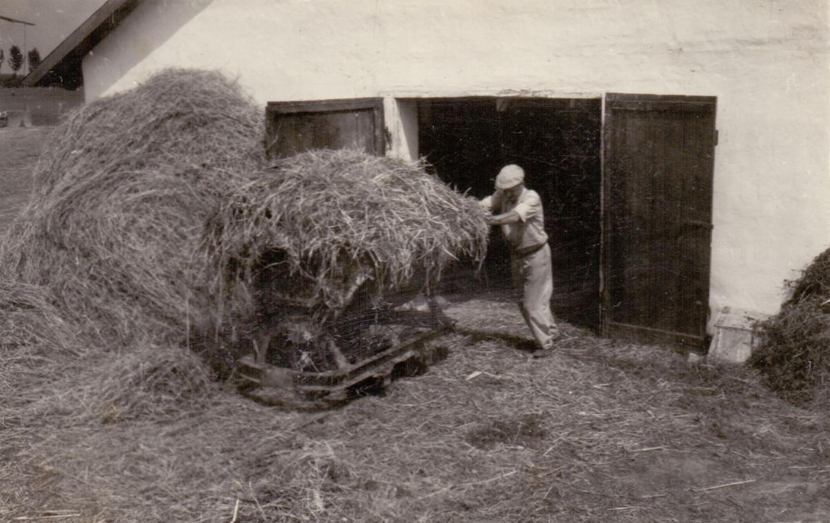 A trágya kihordása az Új Alkotmány T. Sz. istállójából. Jánoshal