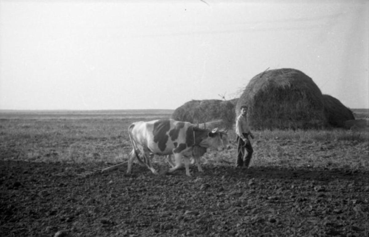 Boronálás. 1949. 1024x659 1200x772