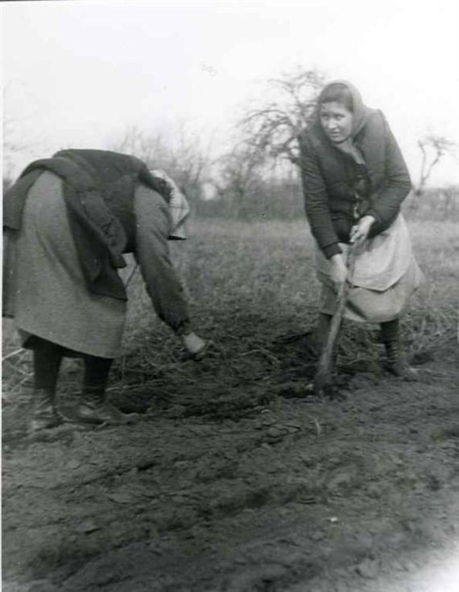 Háztájizó asszonyok kézzel vetnek az 1960–1970-es években (Dunap