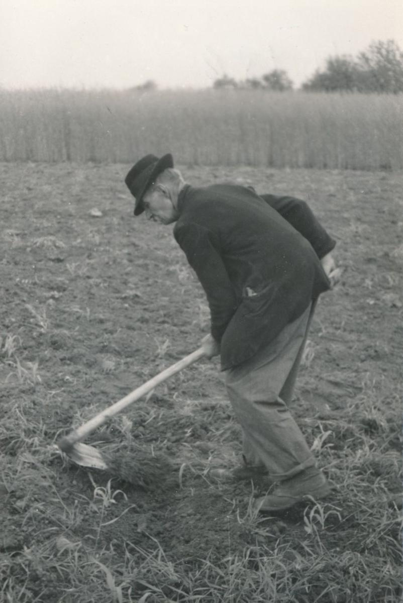 Idős ember kukoricakapálás közben. Szank, 1960. 802x1200