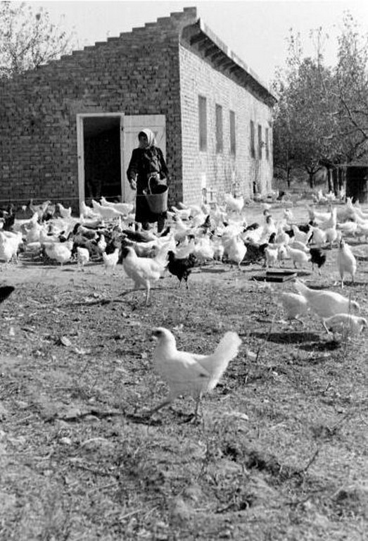 Képek a dunabogdányi TSZ életéből. 1953 (9)