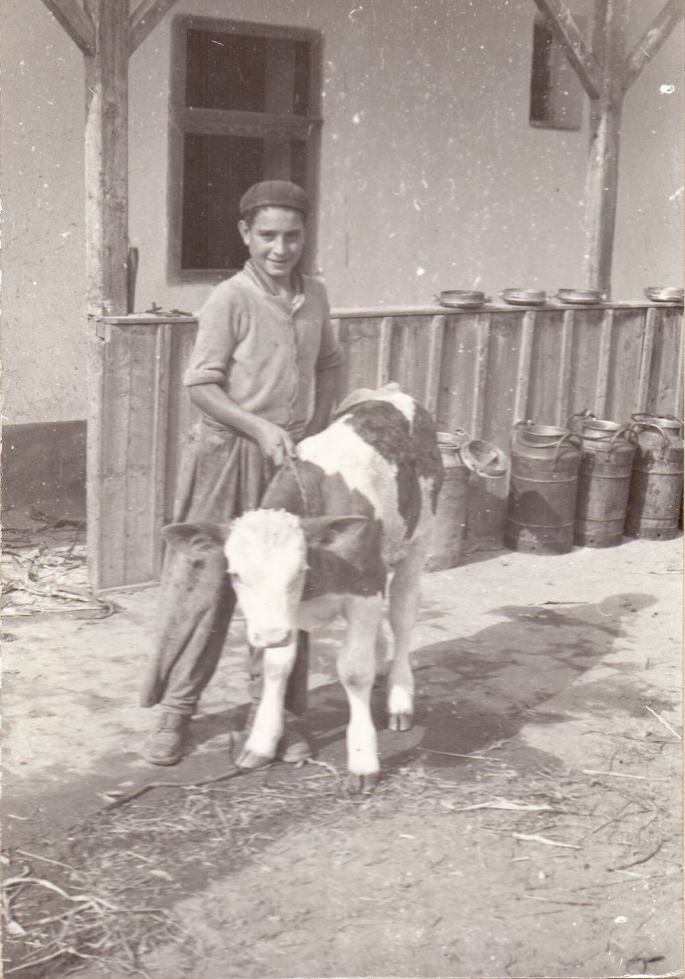 Kisborjú a gondozójával. Jánoshalma, 1958.