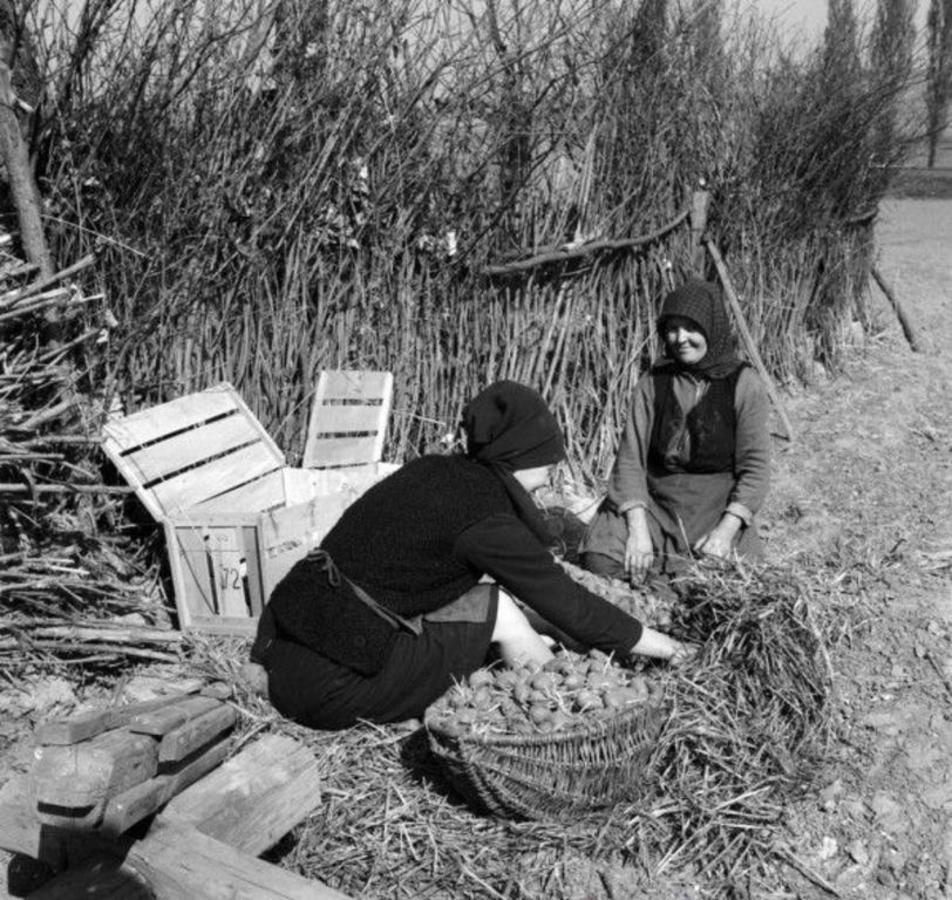 Krumpliválogatás. 1968..jpg0 812x768 952x900