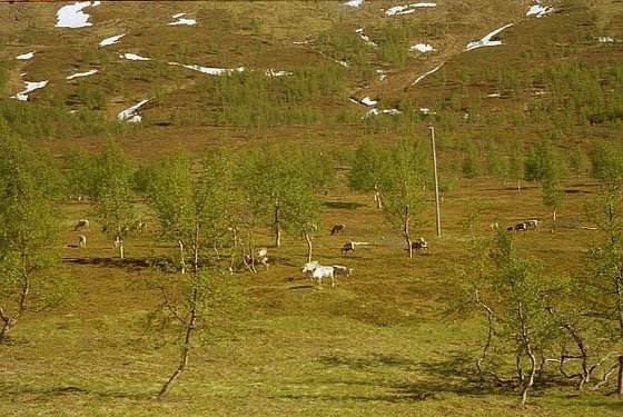 224-Kvanangs fjellet-rénszarvasok