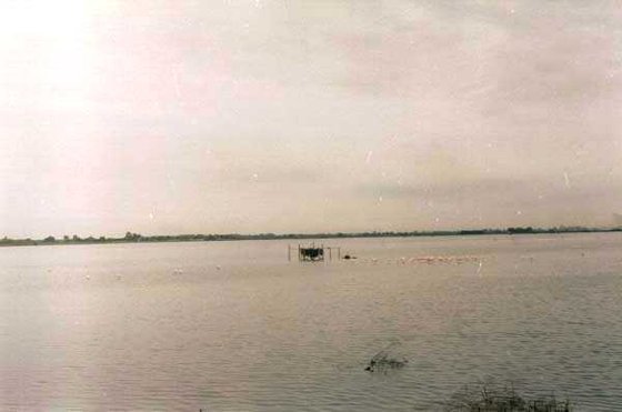 325-Le-Crau-Du-Roi, Flamingok