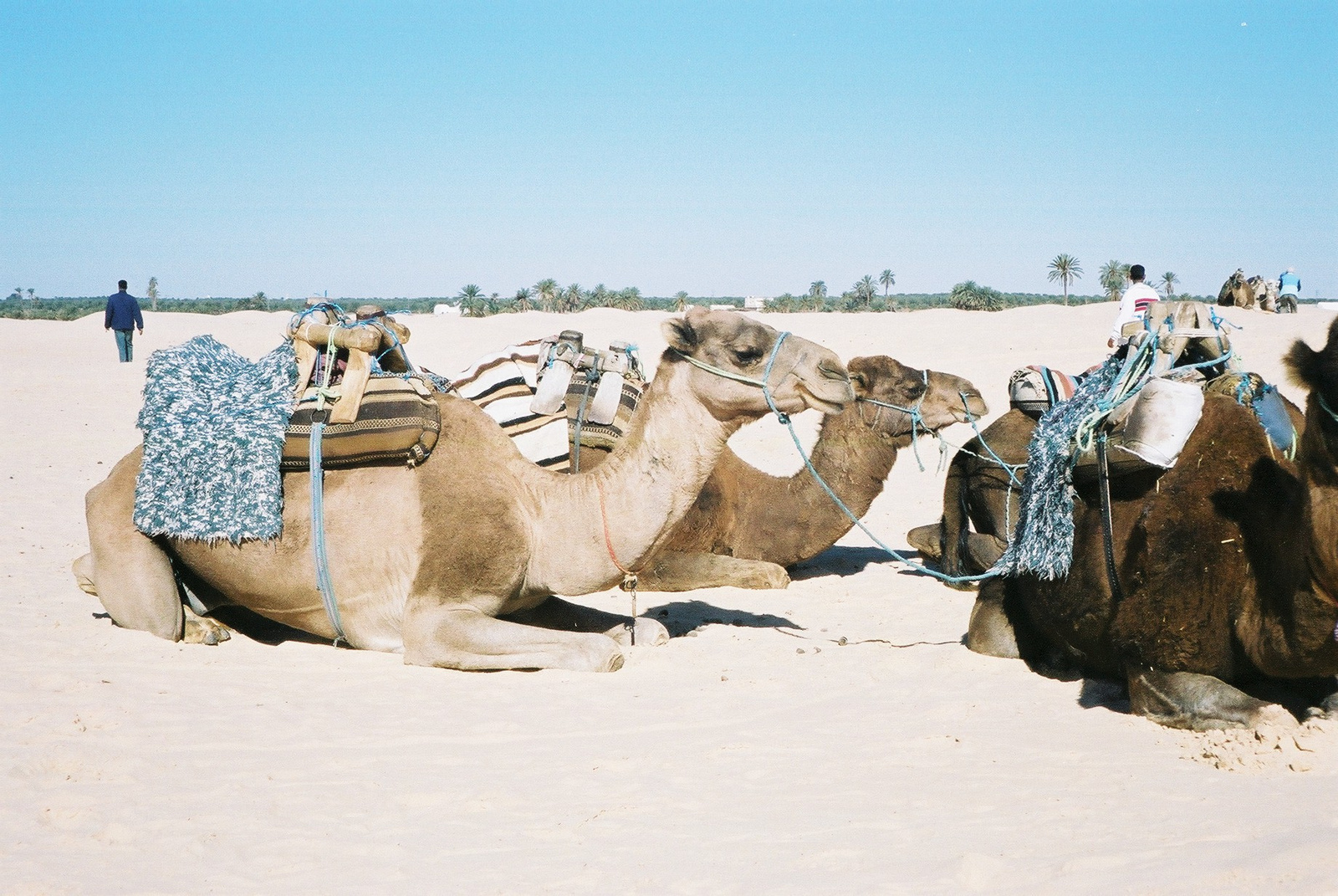 046-DOUZ-Tevegelés a Szaharában