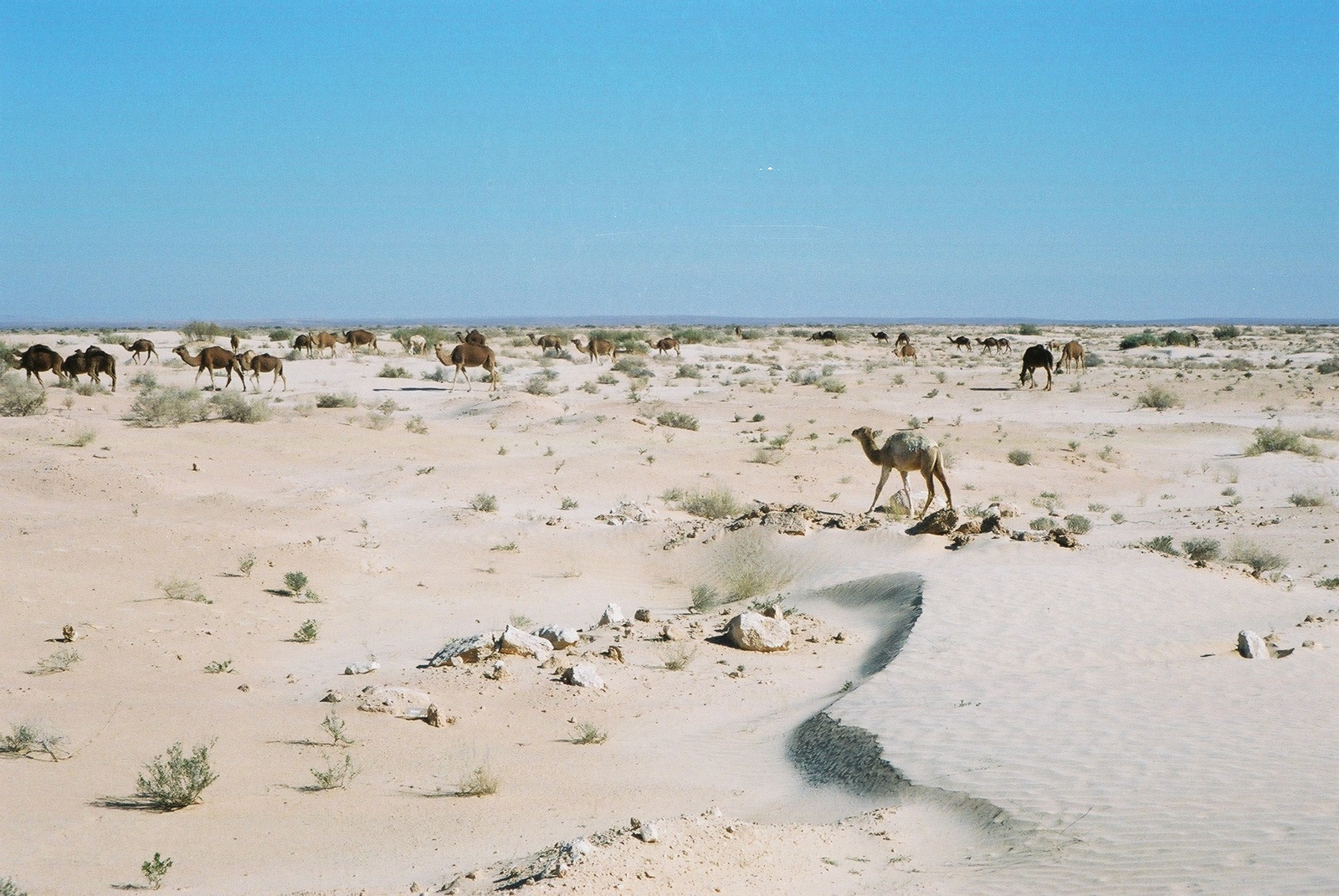 038-Tevék a Szaharában