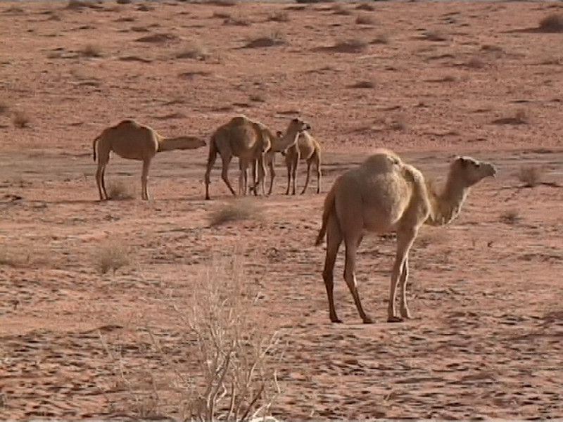 0168 - Wadi Rum -Tevék