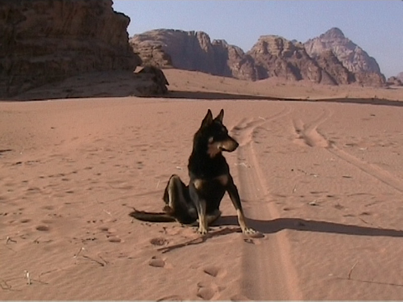 0179 - Wadi Rum -Tiger a kutya