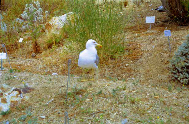 047-Blanes, Botanikus kert