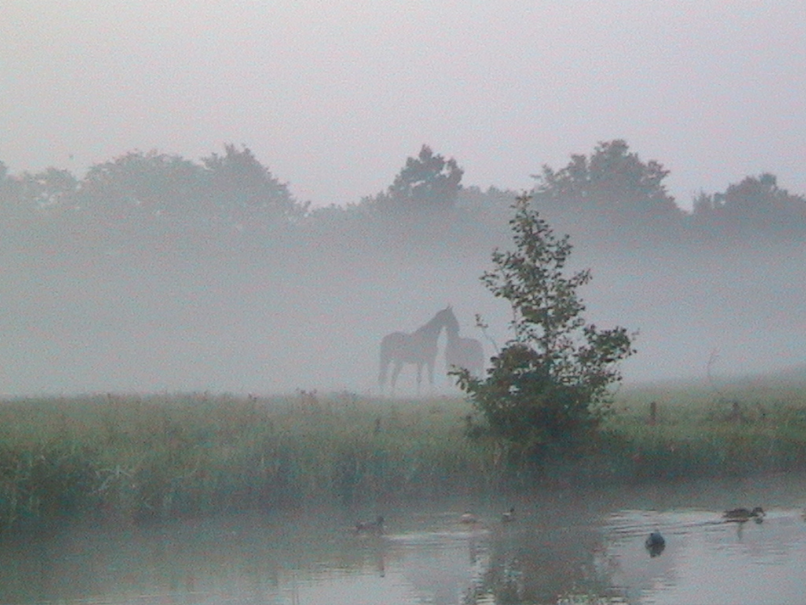 193 - Rijnsburg - Hajnalo köd