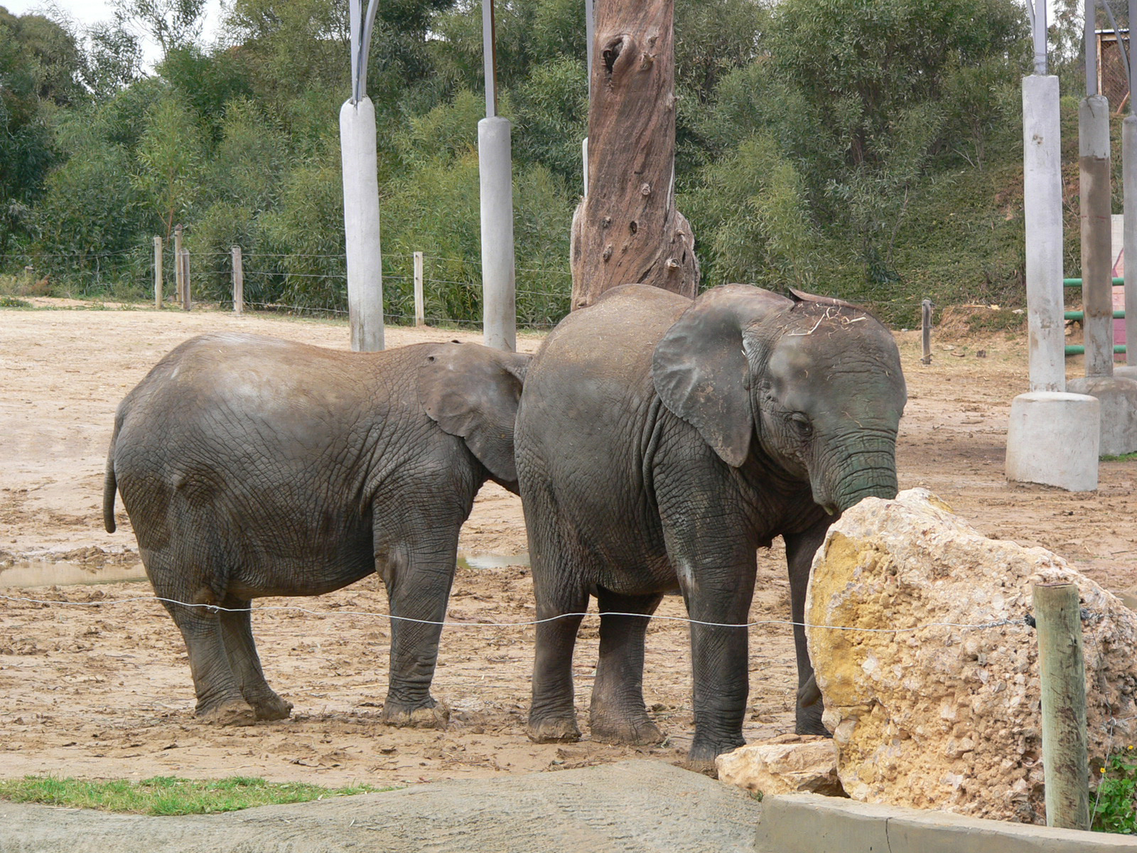 123 - Zoo Park - Elefántok