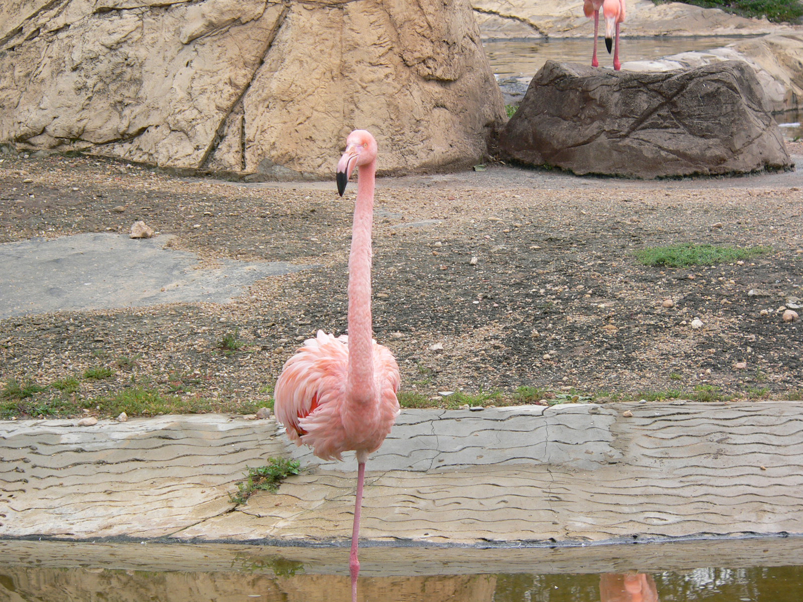 117 - Zoo Park - Flamingo