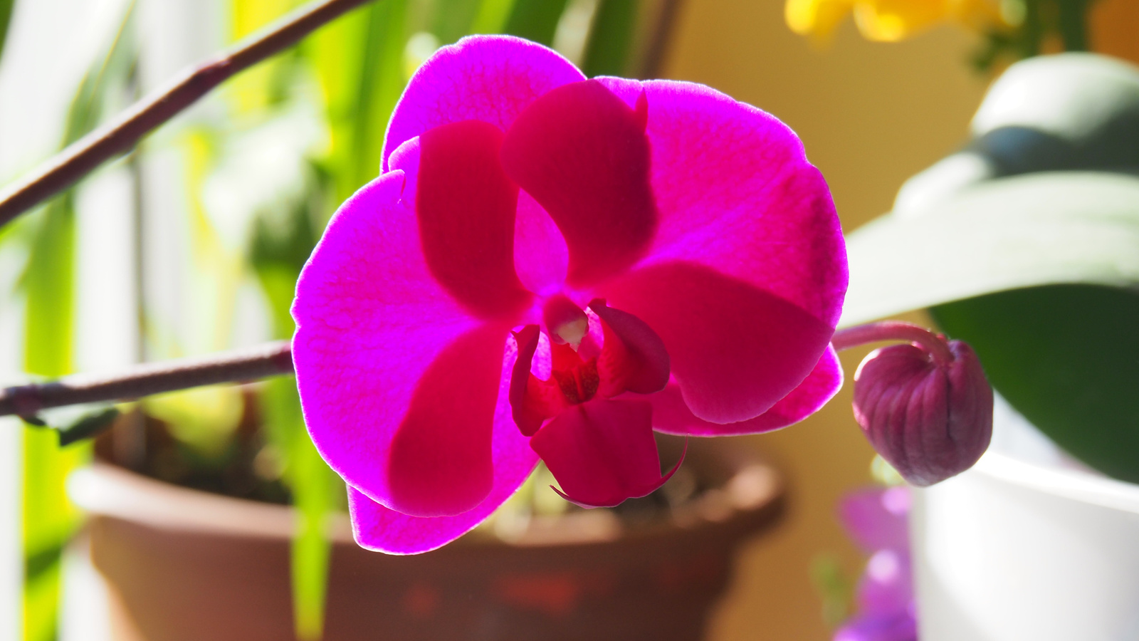 Otthoni orchideáim, 2023 01, SzG3