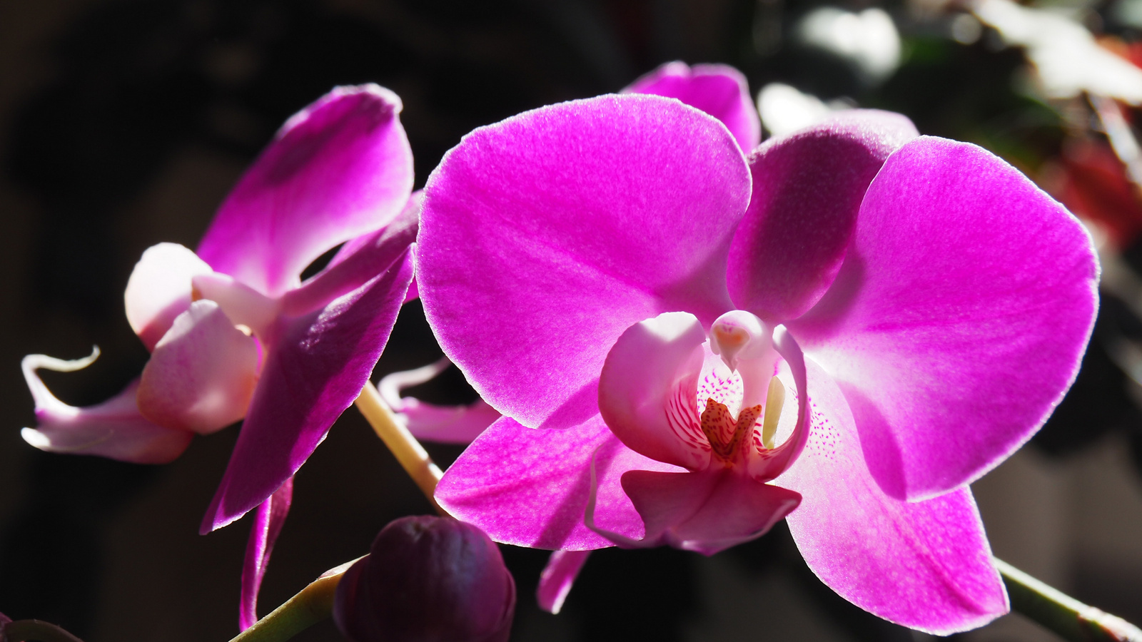 Otthoni orchideáim, 2023 01, SzG3