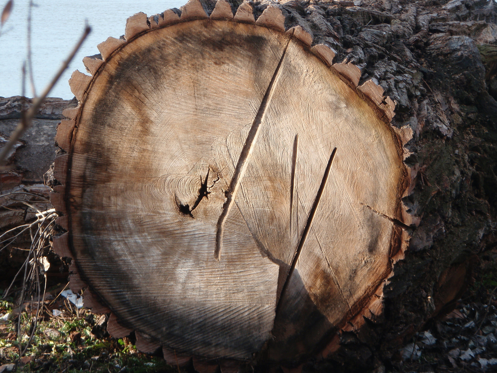 A tavaly nyári vihar miatt kivágott fa törzse.