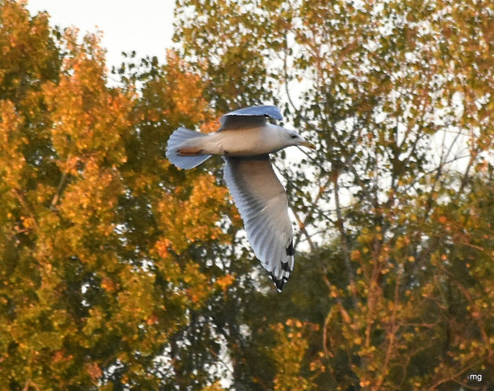 A berepülő