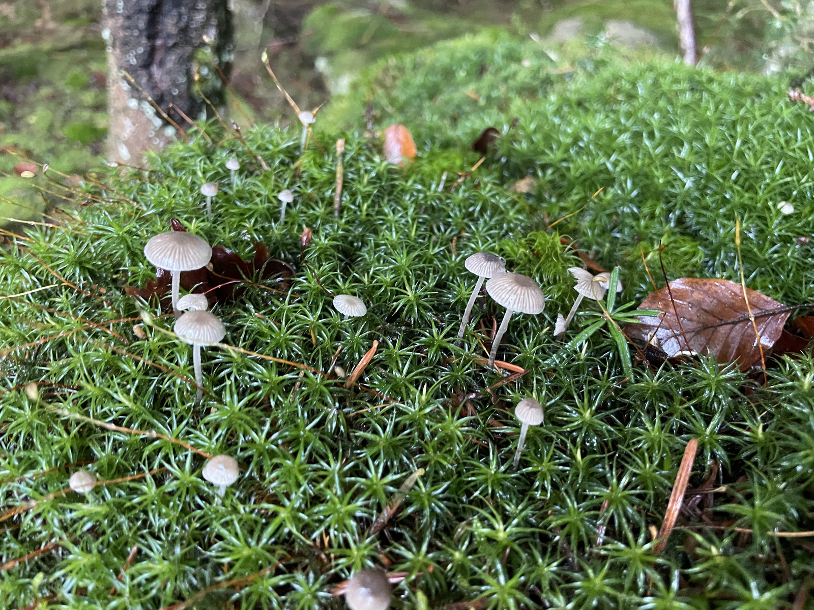 Mini gombák