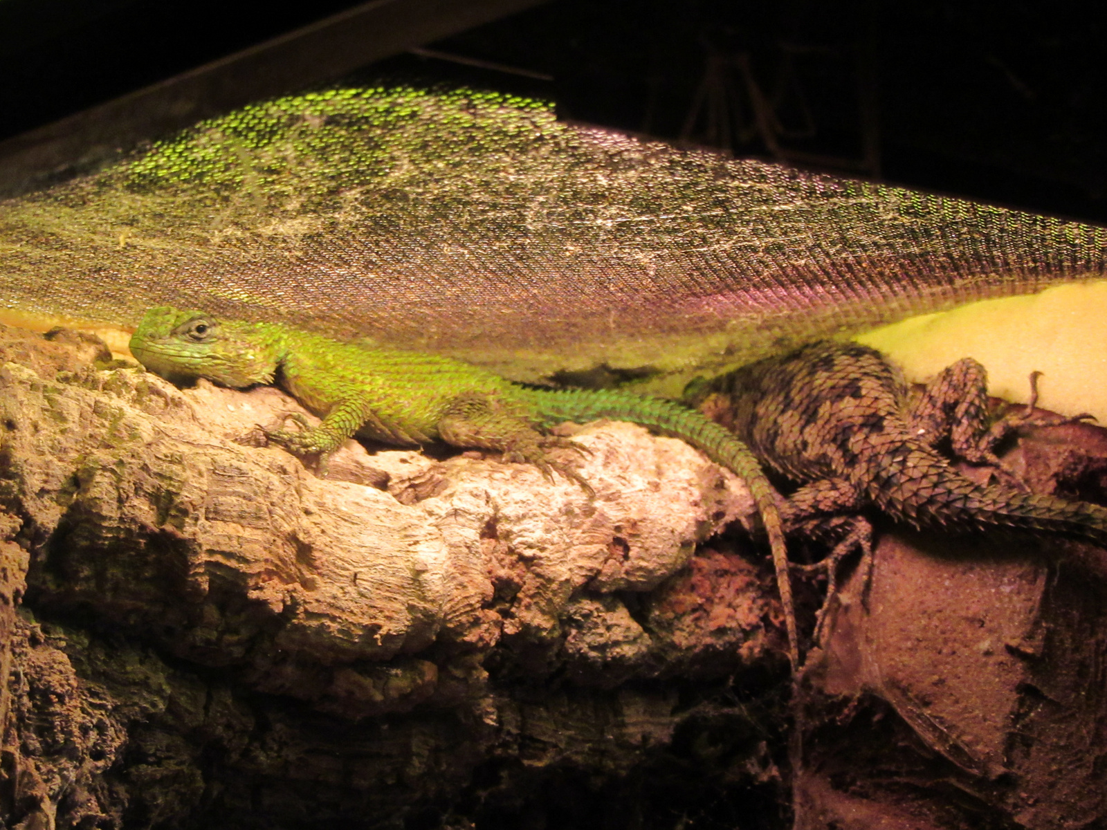 EMERALD SWIFT LIZARD. MALE.