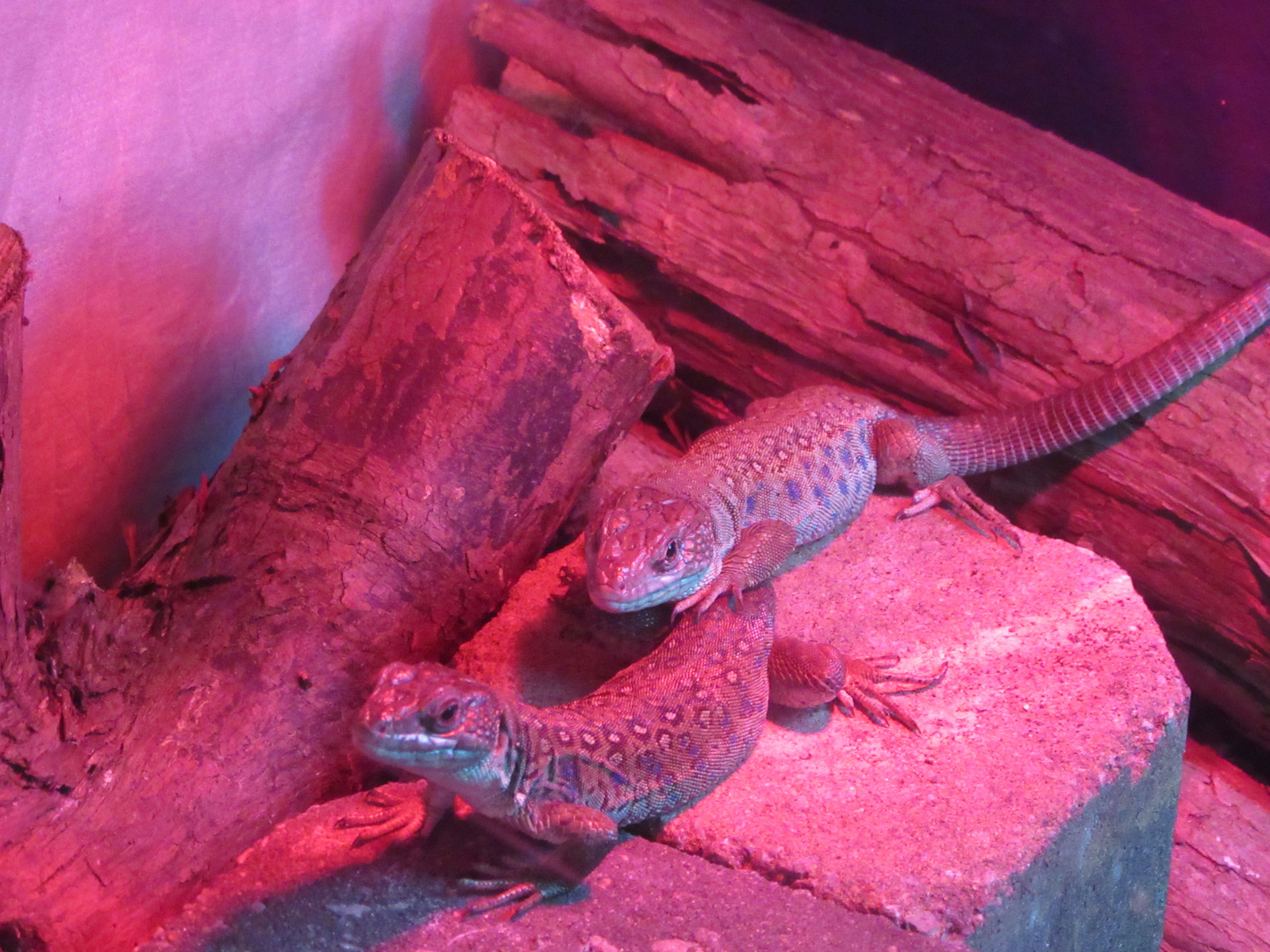 EUROPEAN EYED LIZARD PAIR.