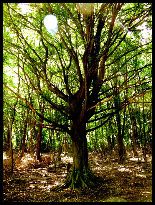 The forest whispers my name