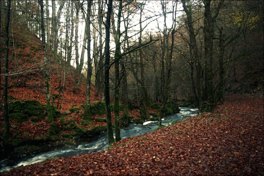 A Valley Of River Braan
