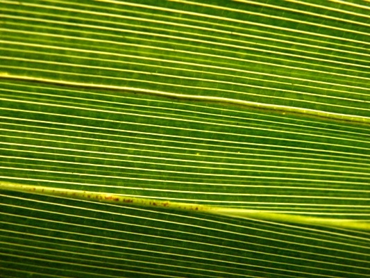 palm leaf macro
