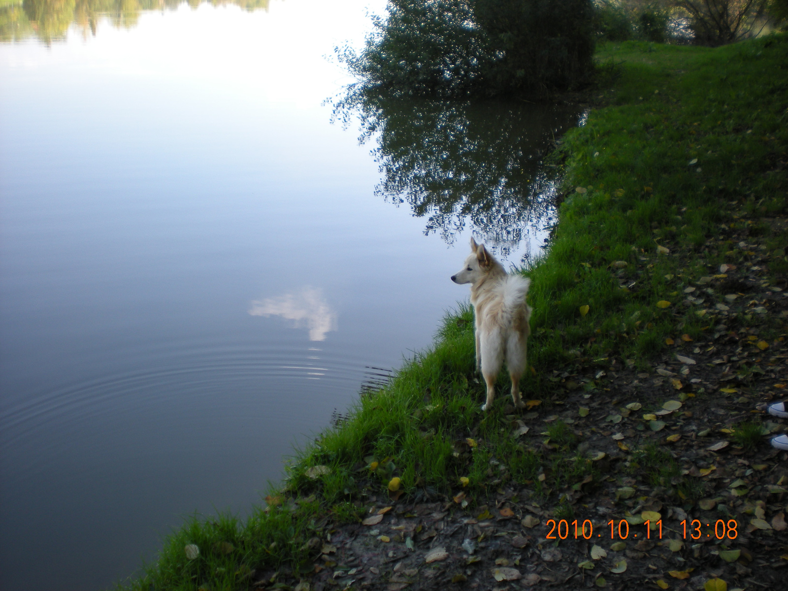 Pitypang, a merengő