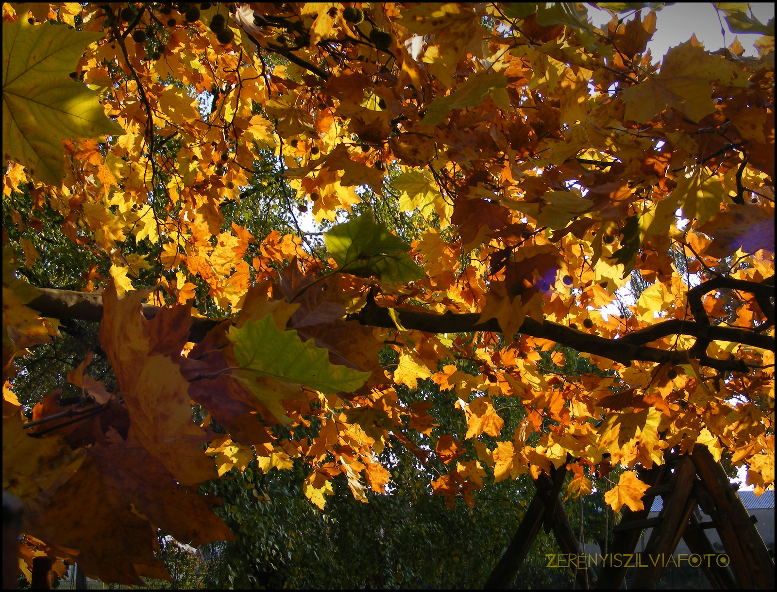 sárga levelek4 2011.10.31.