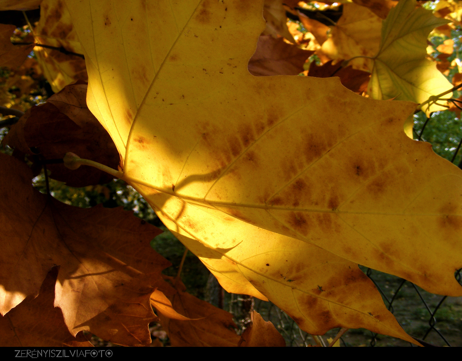 sárga levelek2 2011.10.31.