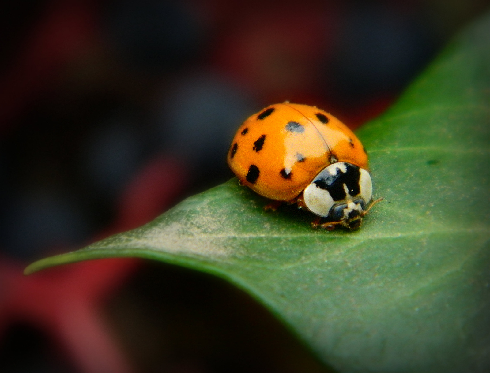 harlekin