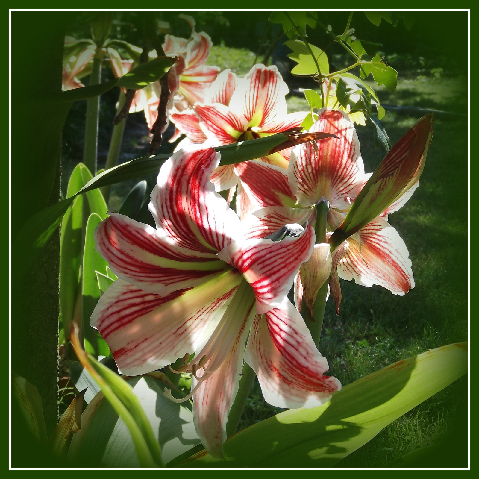 Amaryllis