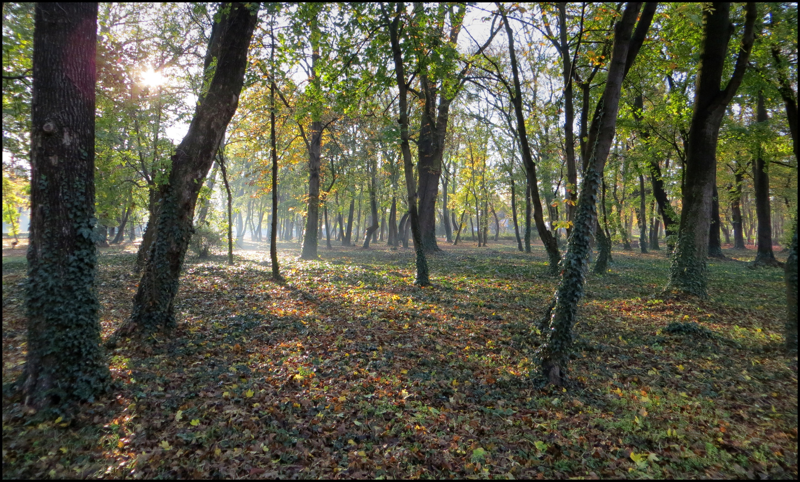 reggel a parkban