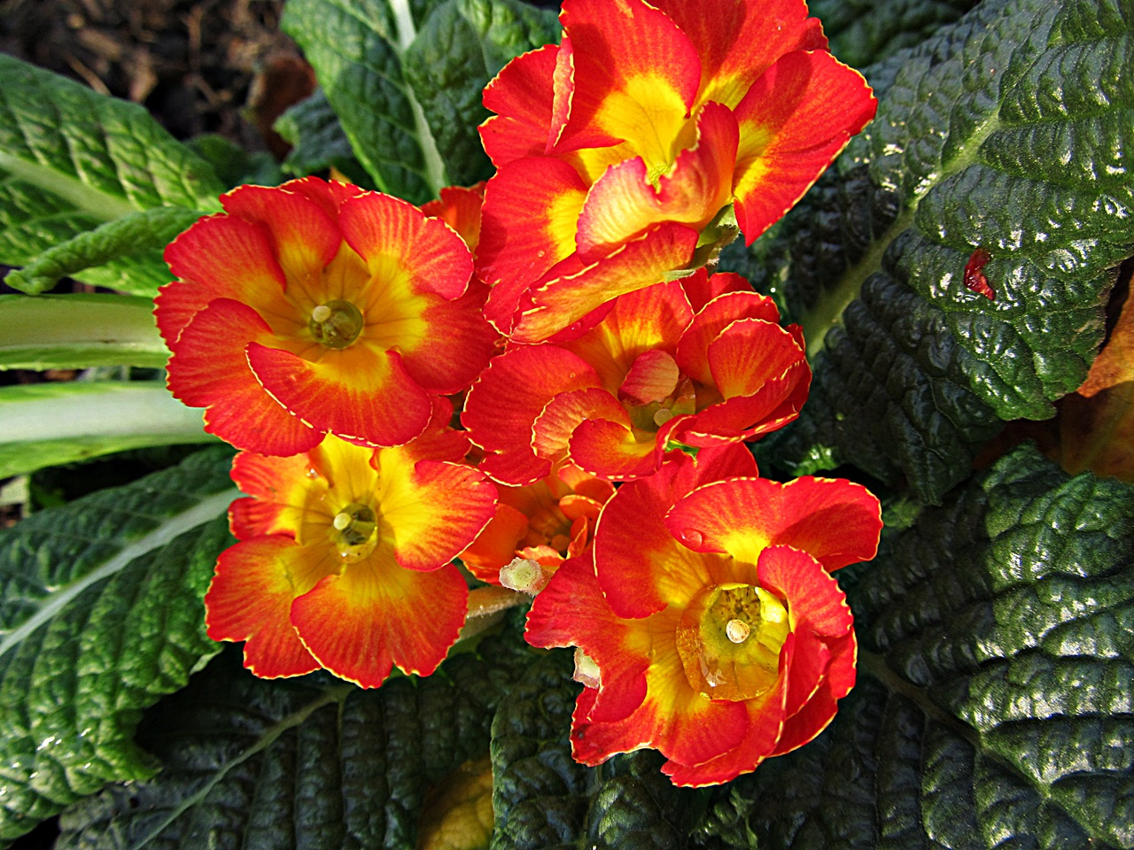 Primula