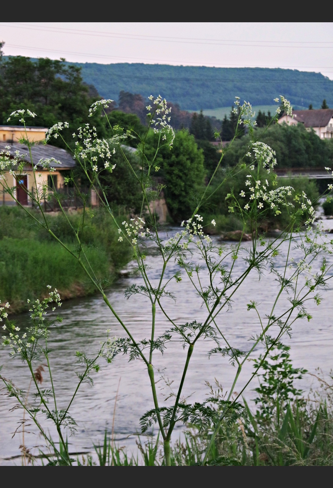 Kukullo partjan