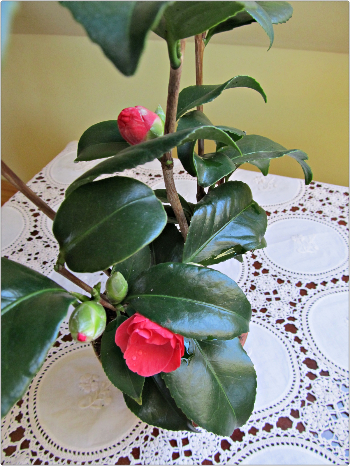 .Camellia japonica(japán kamélia):