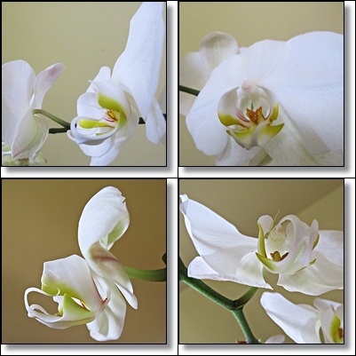 Feher orchidea