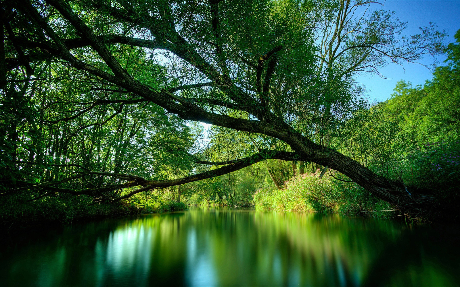 Dense Forest