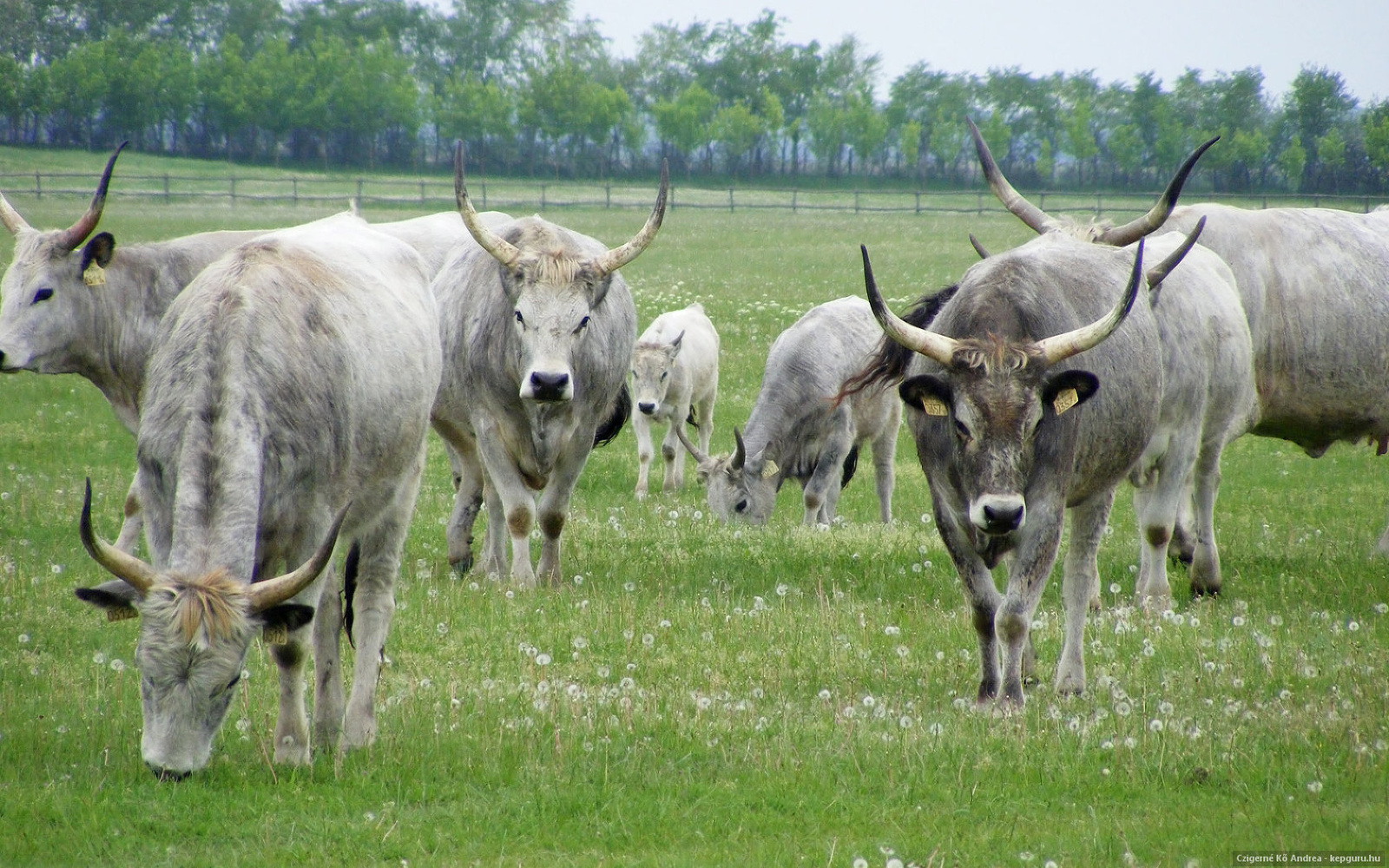 Kalocsa, Bakod puszta