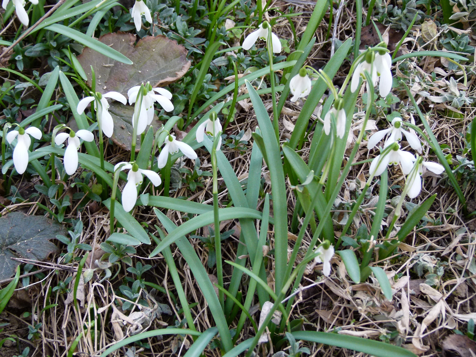 Hóvirág (P1090121)