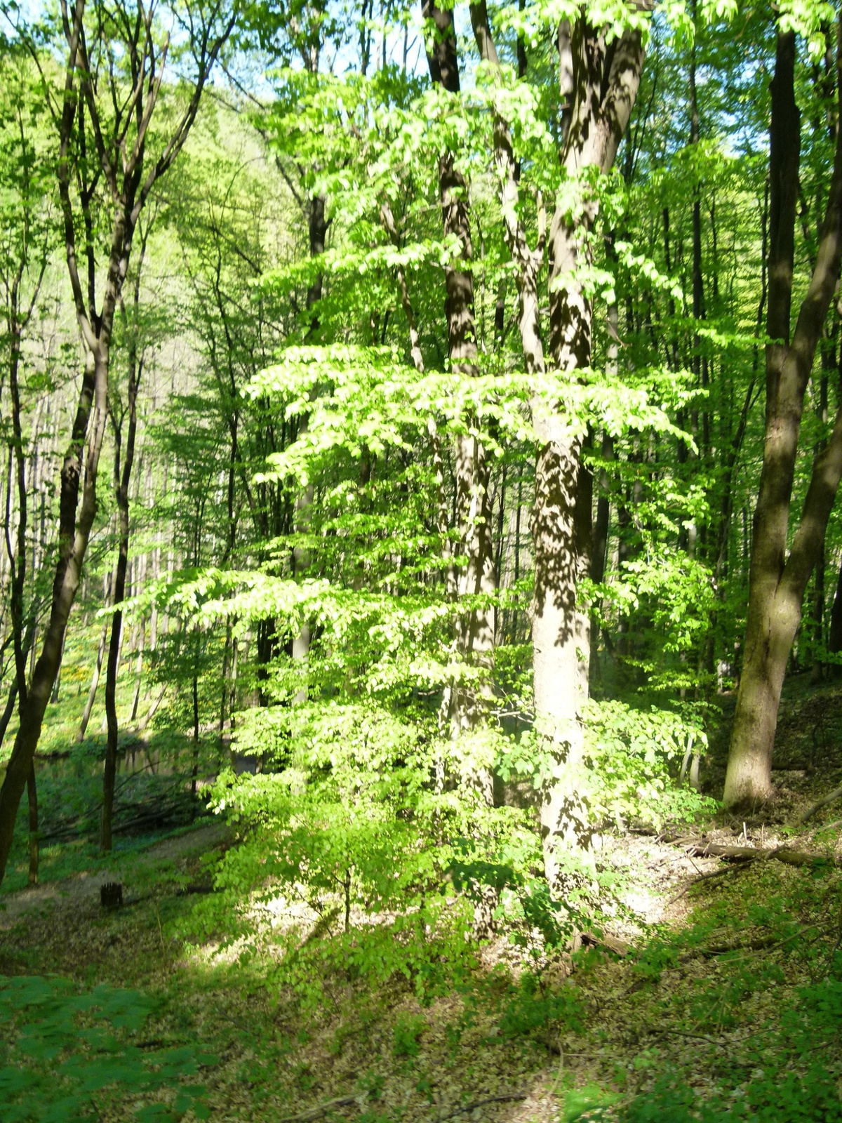 Lillafüred - erdő (P1130719)