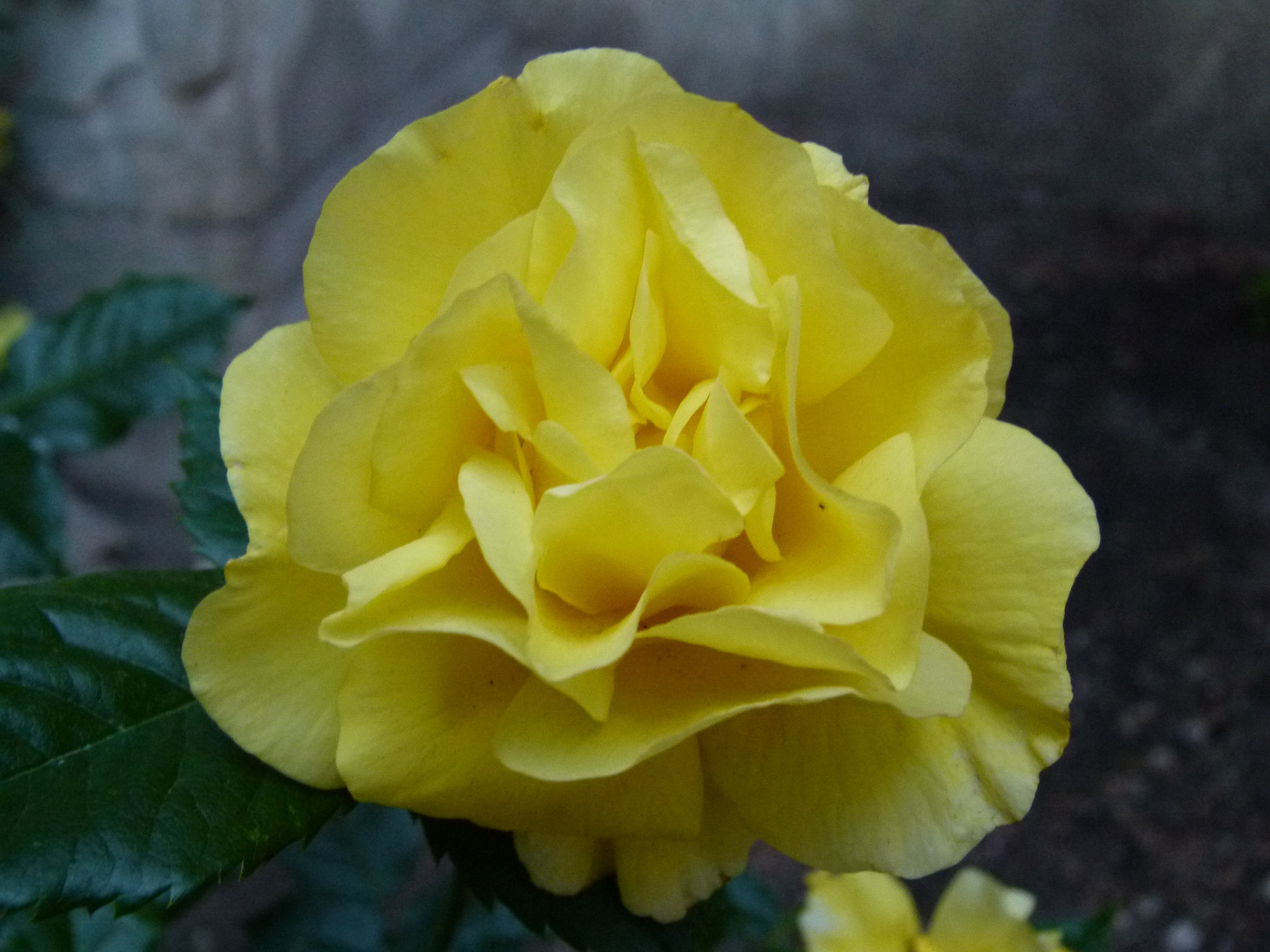 Rózsa (P1150207)