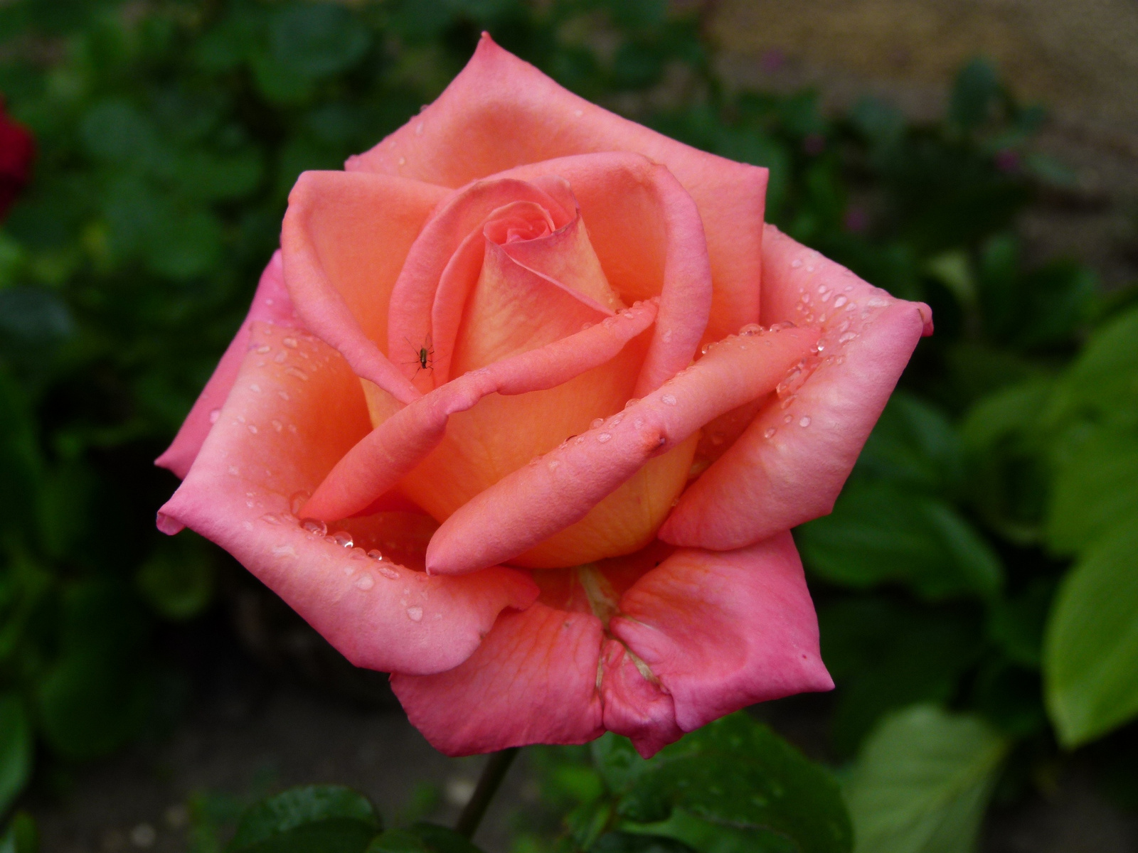 Rózsa (P1170524)