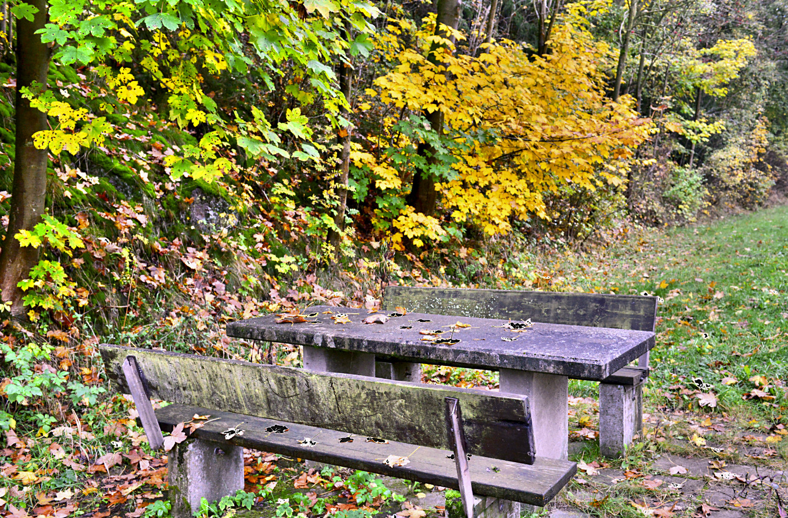 bench