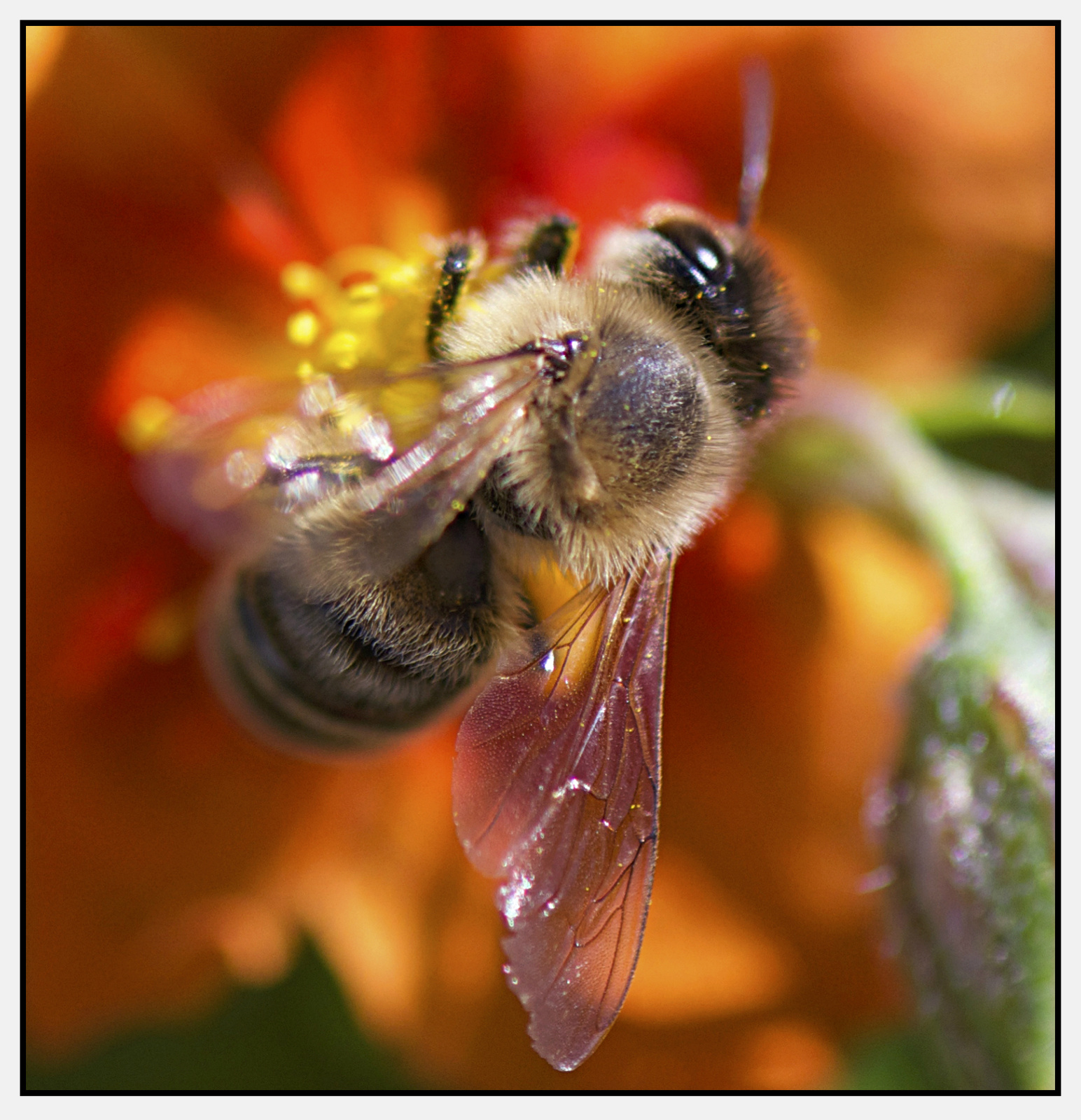 méh macro