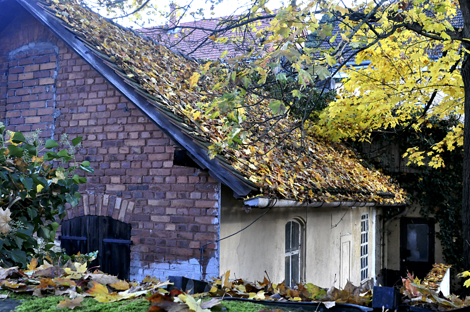 lombtetö