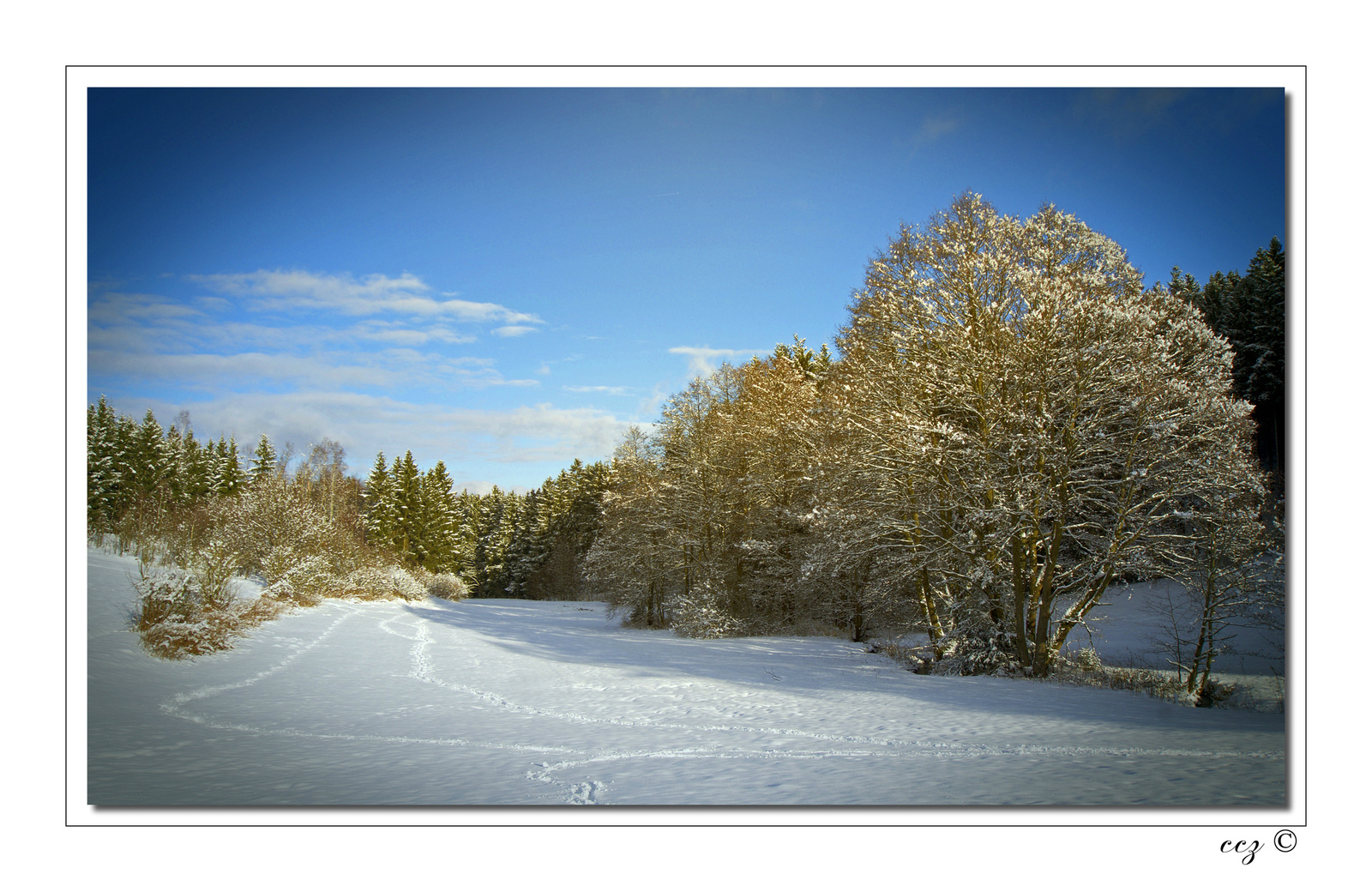 aranyerdö