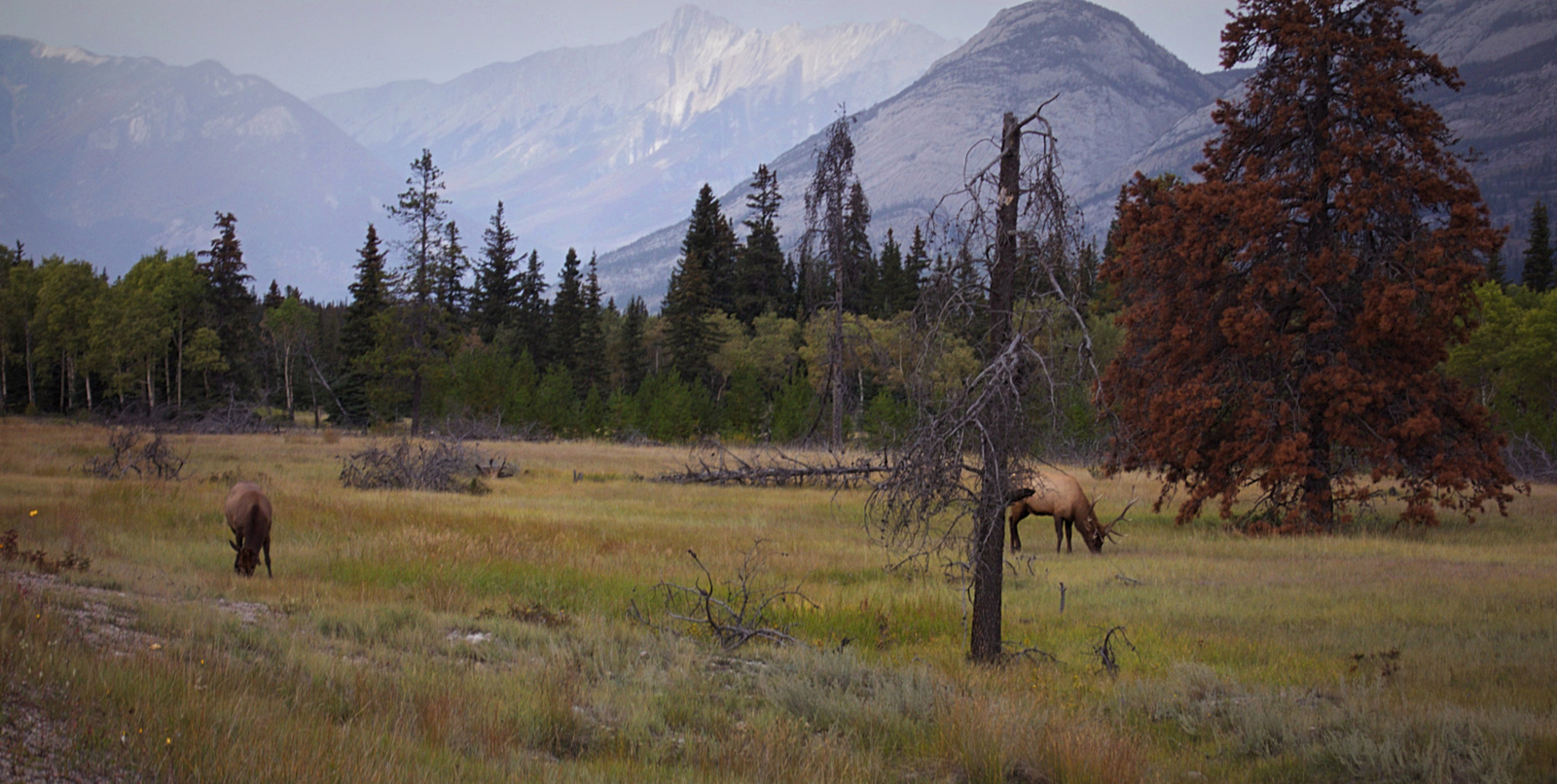 wildlife Canada