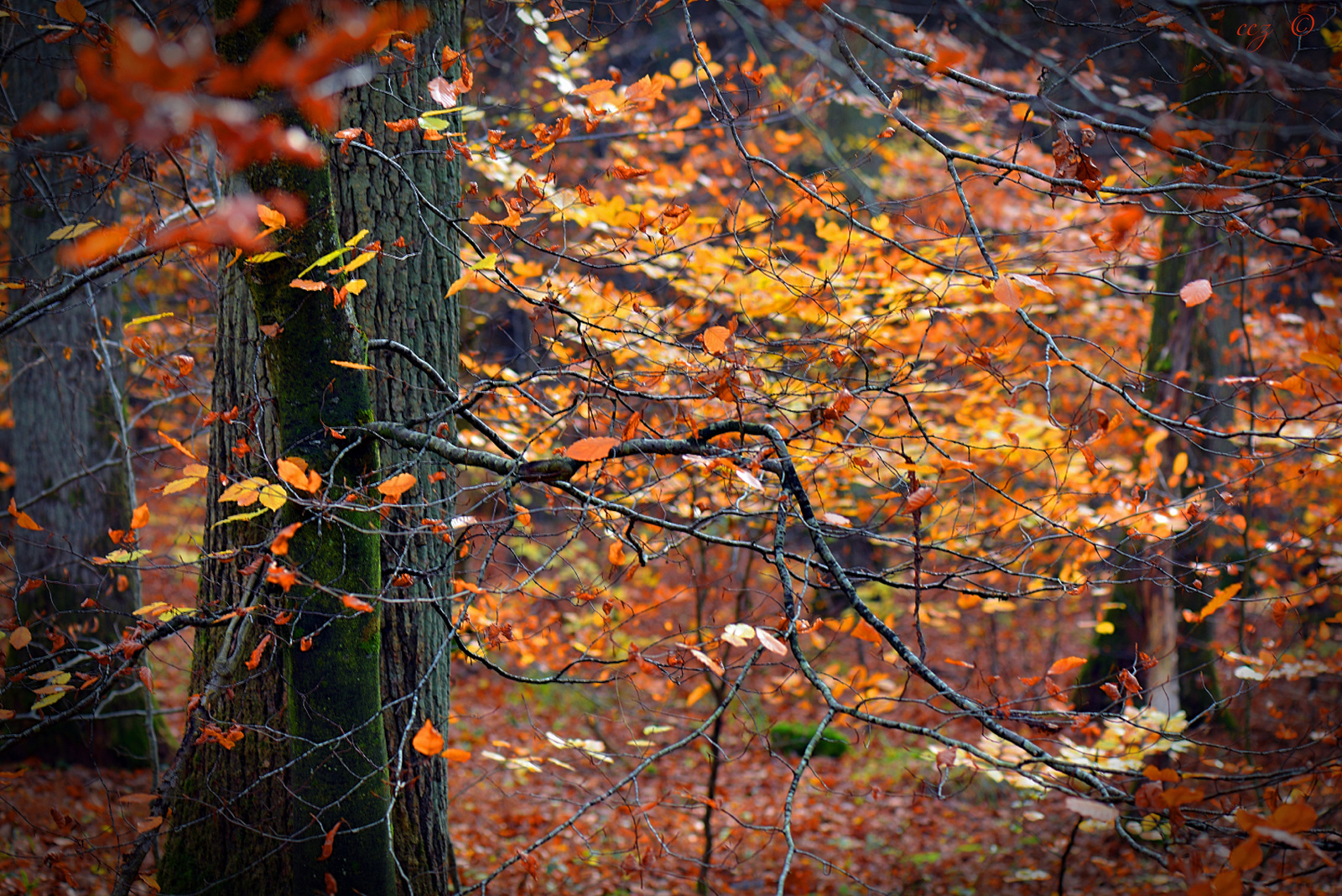 Herbstwald Of.