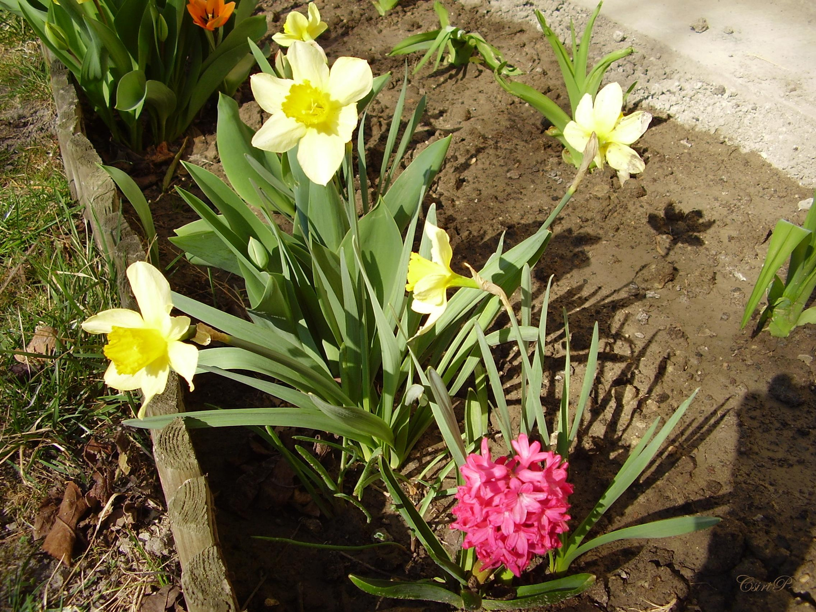 2012.03.25. Nárcisz és játszint